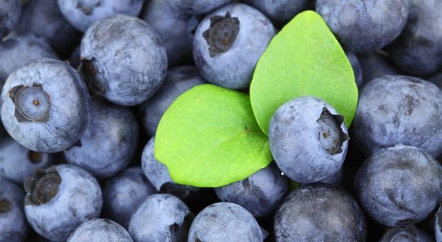blueberries for brain health